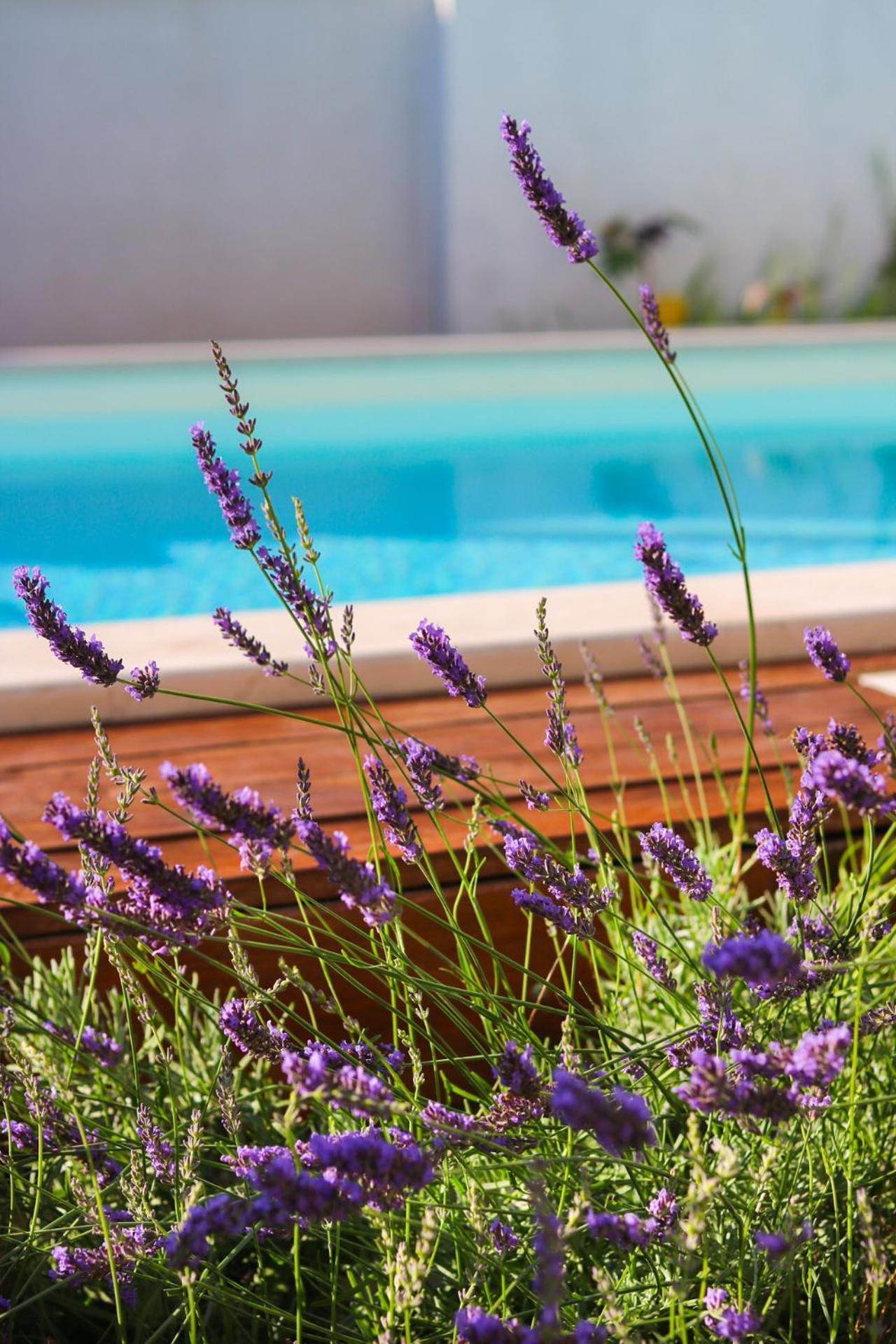 Villa My Rose With A Private Pool Mlini Exteriér fotografie